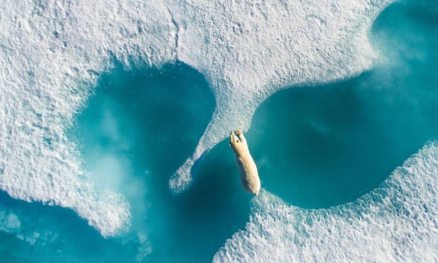 Um urso polar pula entre pedaços de água congelada no Canadá