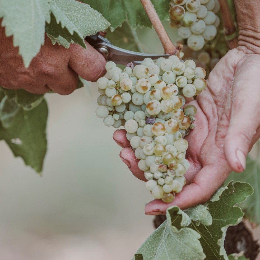 O Cappelanía Blanco é feito com Viura, uva amplamente usada na Espanha — Foto: Reprodução / @marquesdemurrieta