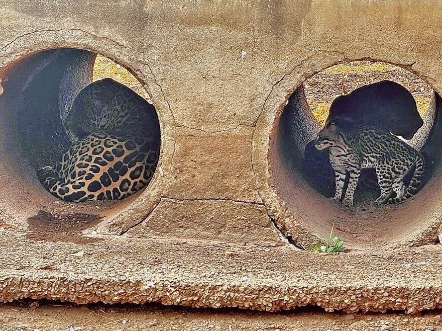 Onças se abrigam em manilhas para tentar fugir de fogo no Pantanal