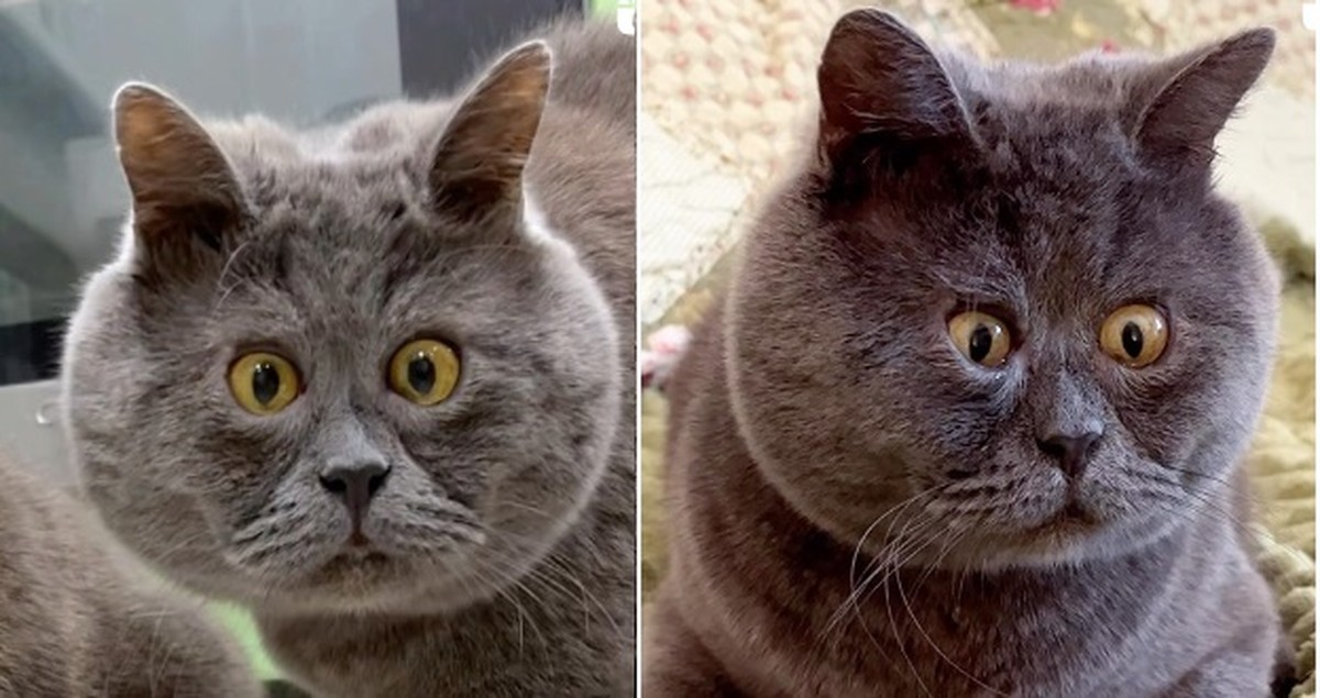 Conheça Fedya, o gato vesgo que virou celebridade nas redes