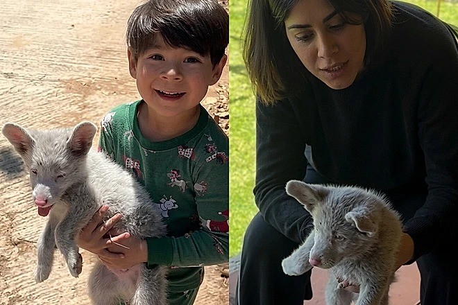 Menino adota filhote encontrado na estrada e família descobre condição rara do animal