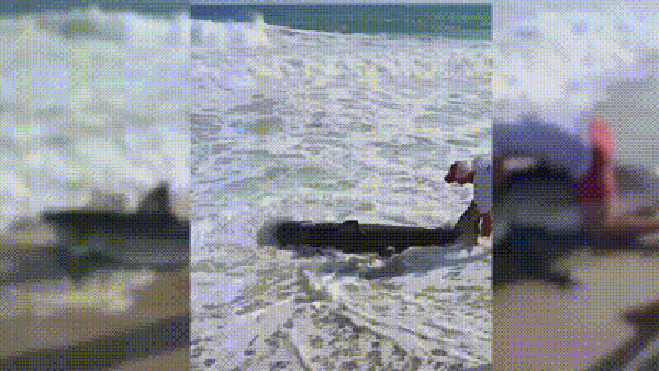 Vídeo mostra raro encontro com tubarão-branco gigante em praia dos EUA — Foto: Redes Sociais