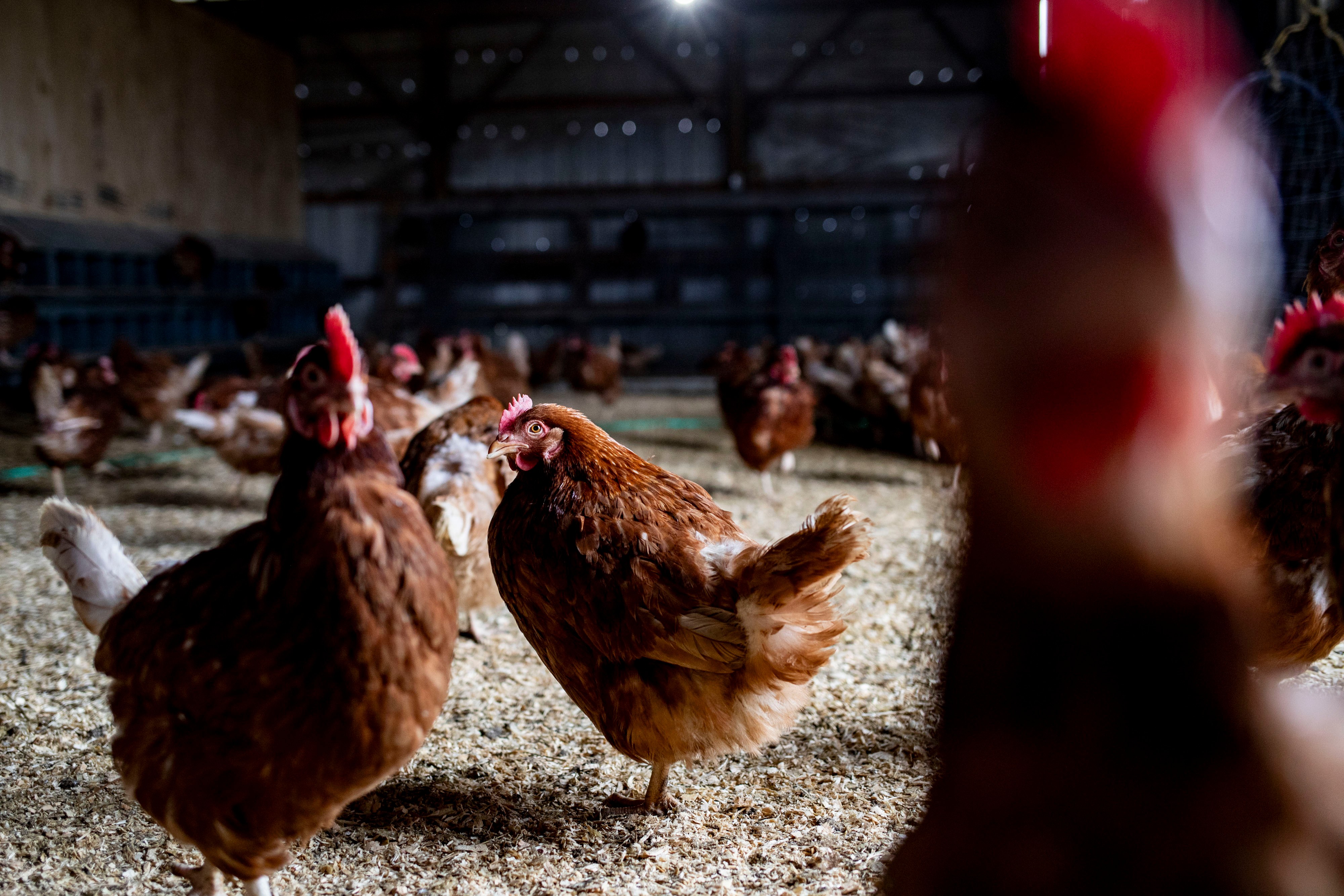 1º caso humano de gripe aviária H9N2 da Europa é relatado na Itália; o o que você precisa saber sobre o risco