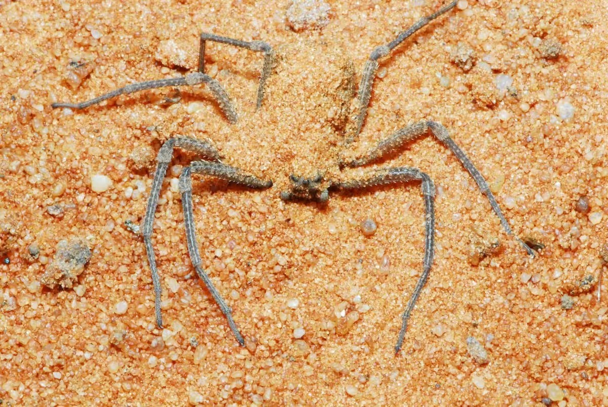 Cientistas revelam o mecanismo mortal que o veneno de uma aranha usa para atacar as células humanas
