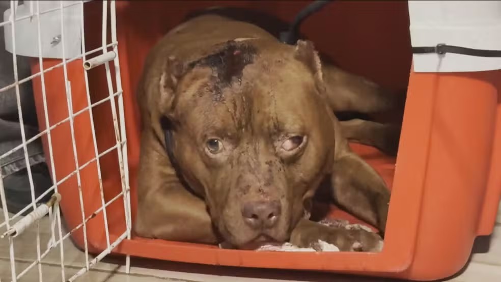 Menina de 3 anos morre em ataque de pitbull na Zona Oeste