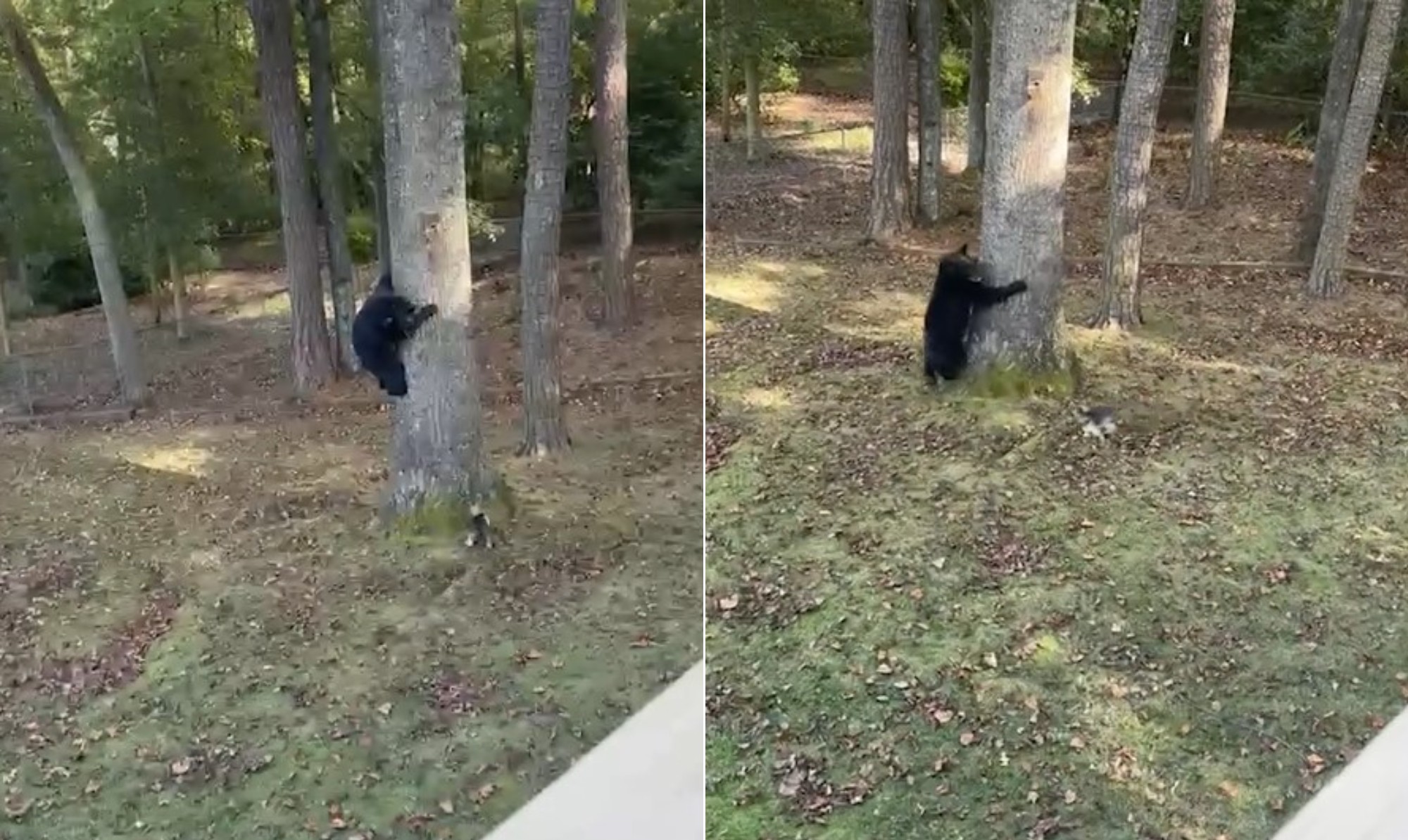 Cachorro Yorkshire parte para cima de urso, expulsa animal de quintal e vídeo viraliza; assista