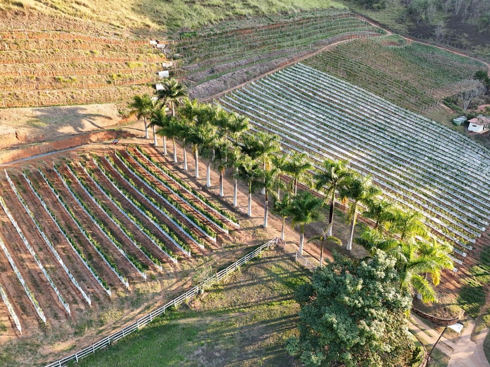Altos do Rio: vinhedos em Secret&aacute;rio &mdash; Foto: Divulga&ccedil;&atilde;o