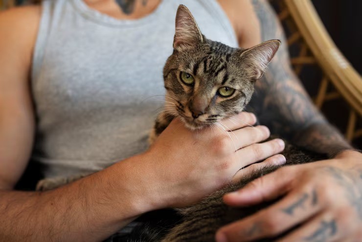 Acariciar gatos pode nos fazer sentir pior quando estamos estressados, diz estudo