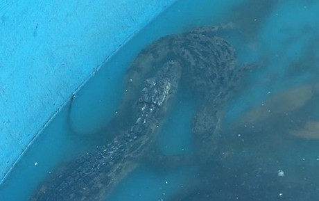 Jacarés são resgatados em comunidade da Zona Sudoeste durante operação da polícia