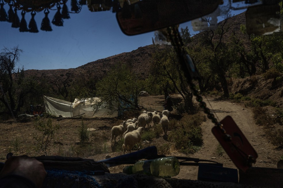 Ovelhas passam ao lado de um assentamento temporário à beira da estrada no vilarejo de Ida Um Dostadud, ocupado por pessoas que perderam suas casas no terremoto no Marrocos — Foto: Nariman El-Mofty/The New York Times