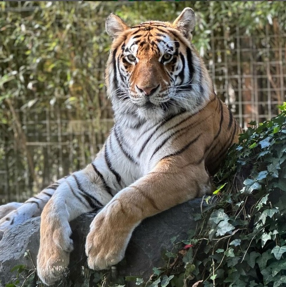 Tigre de bengala do zoológico em Nova Jersey, nos EUA — Foto: Reprodução