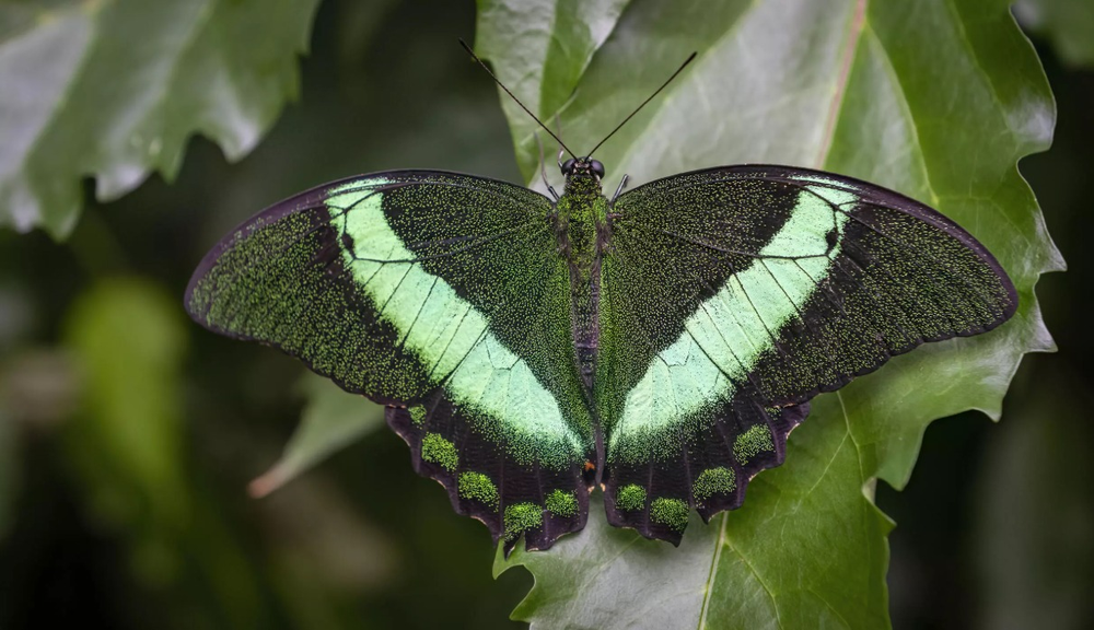 Projeto no Canadá usará inteligência artificial para reverter extinção ...