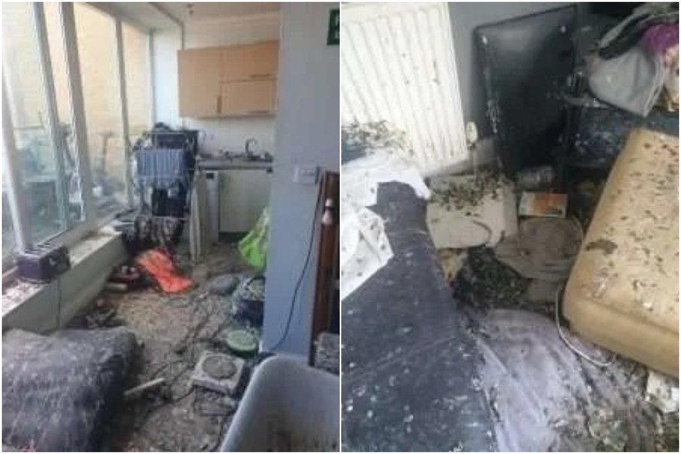 Pombos invadem apartamento em Londres e dão prejuízo de R$ 90 mil — Foto: London Network for Pest Solutions
