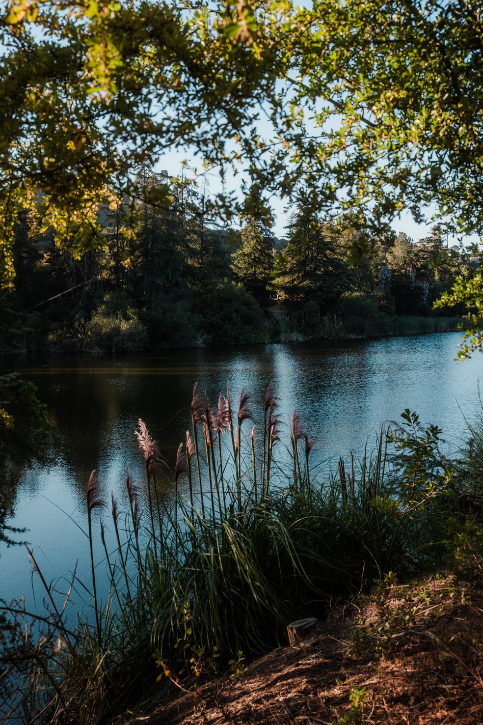 Franklin Canyon Reservoir é uma área verde com lagos, bosques e trilhas nos arredores de Beverly Hills, na Grande Los Angeles — Foto: Gabriela Bhaskar/The New York Times