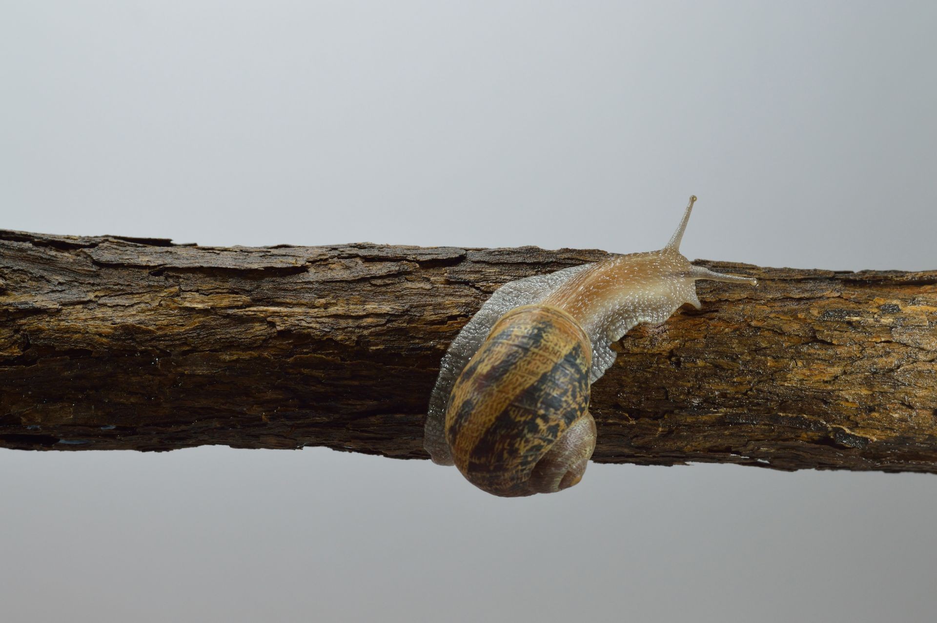 Australiana é acusada de colocar veneno para matar caracóis em comida de colega de trabalho