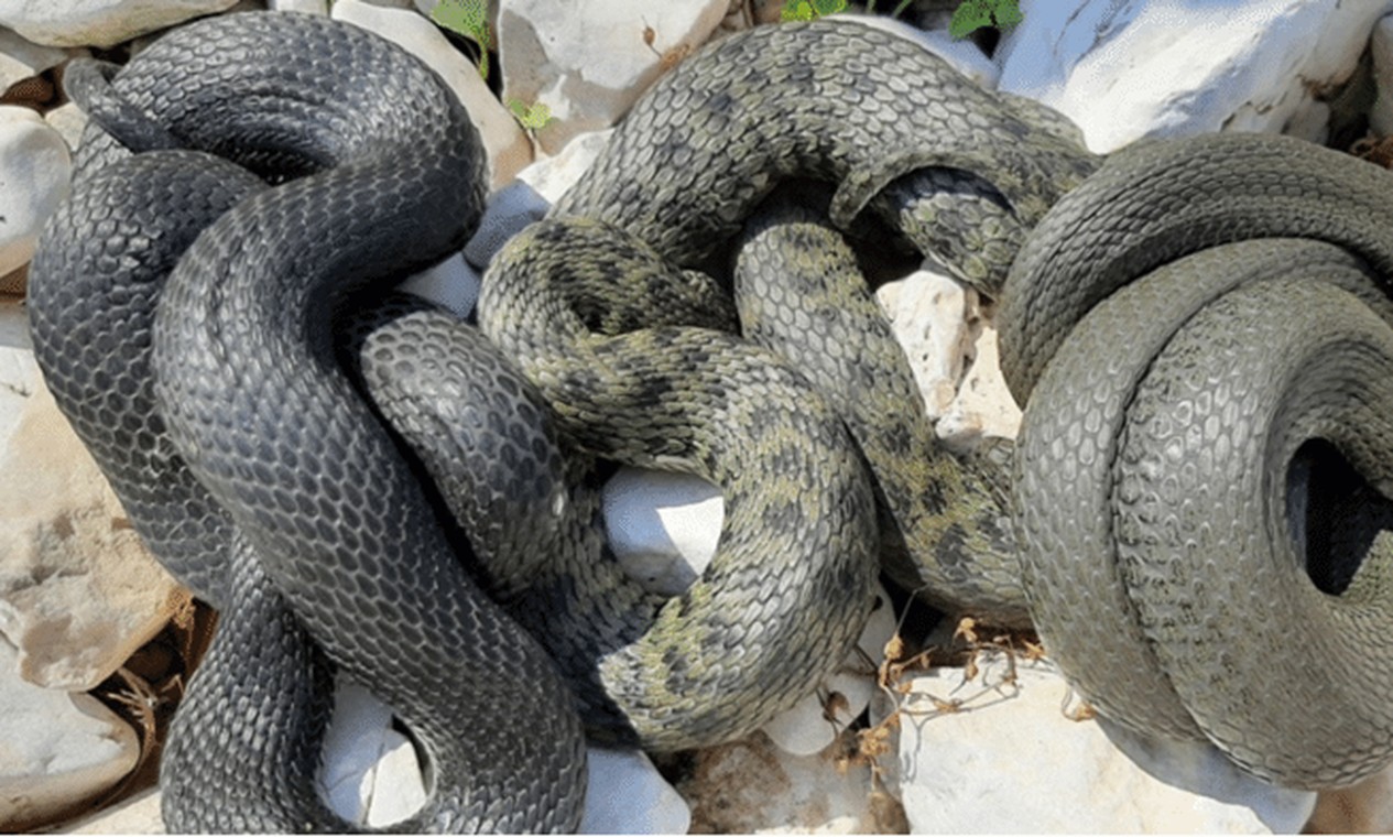 Espécie de cobras finge própria morte com 'efeitos especiais' de sangue e fezes