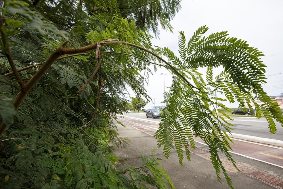 Leucena em Aracaju &mdash; Foto: Reprodu&ccedil;&atilde;o Prefeitura de Aracaju / Marco Vieira