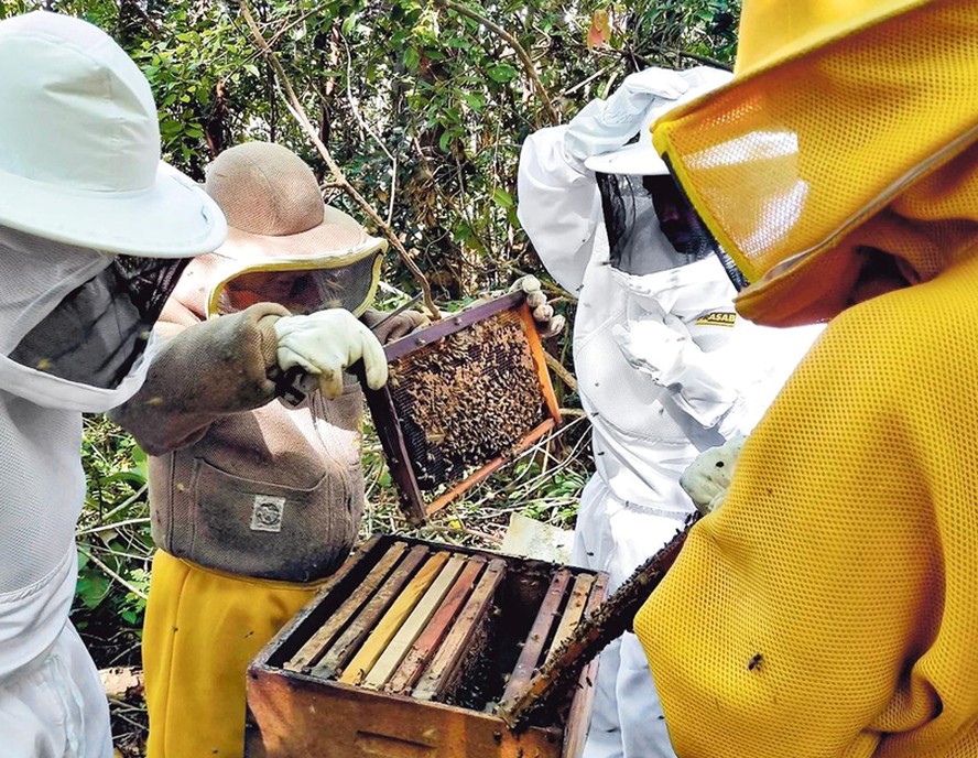A Bee2Be trabalha com uma rede de agricultores e apicultores, que “comandam” um exército de abelhas