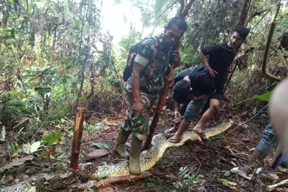 Mulher desaparecida é encontrada dentro de cobra píton de nove metros na Indonésia — Foto: Reprodução