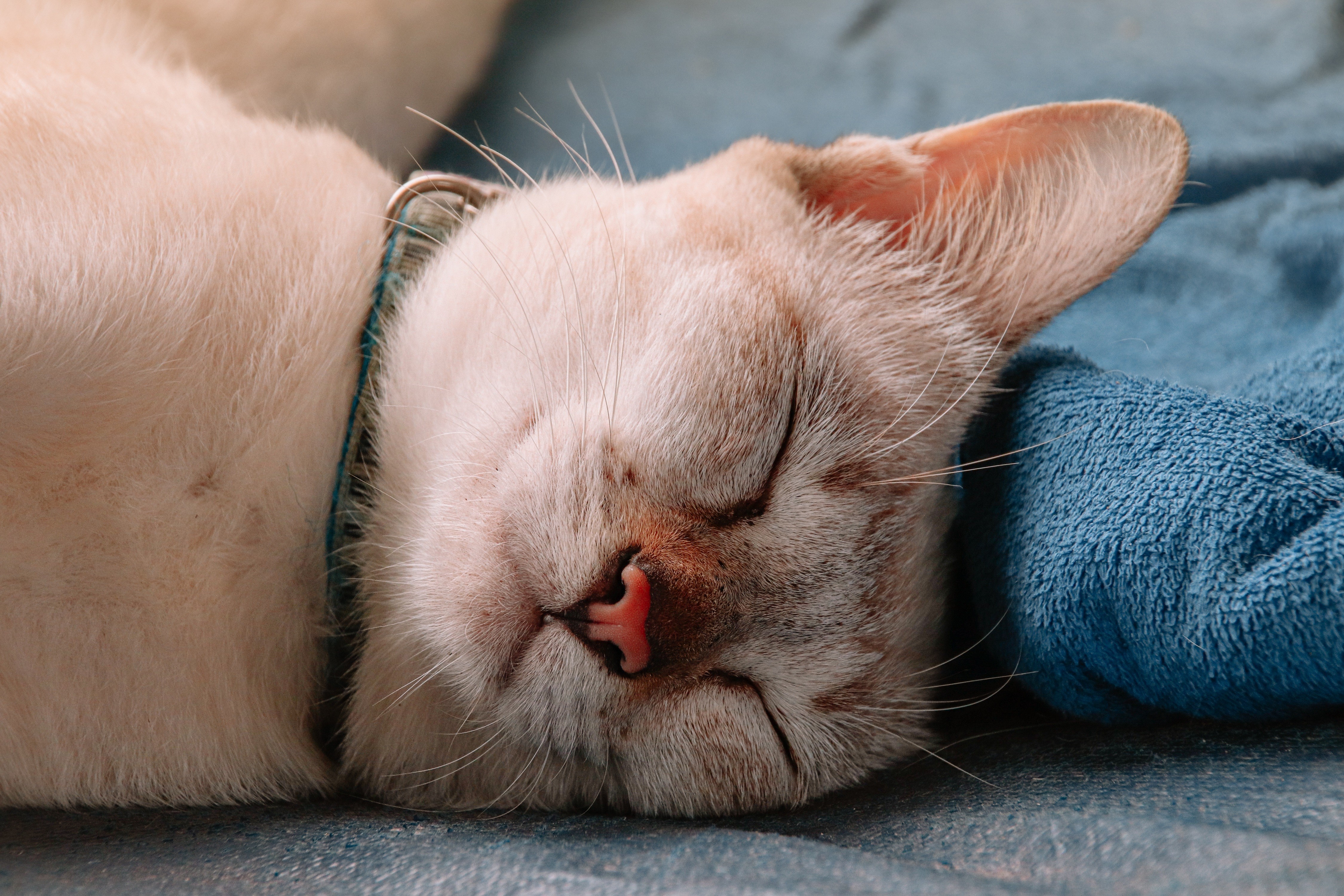 por que os felinos dormem tanto? Veja quantas horas eles precisam descansar