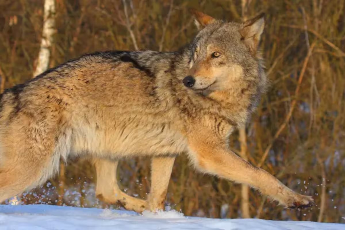 Entenda como Chernobyl e a fronteira entre as Coreias viraram refúgios para mais de 6 mil espécies selvagens