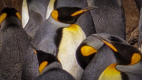 Pinguins ficam juntos 'até que a morte os separe', mas dão seus pulinhos para fora do ninho; entenda
