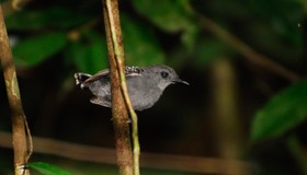 Mudanças climáticas reduziram diversidade genética de pássaros na Amazônia nos últimos 400 mil anos