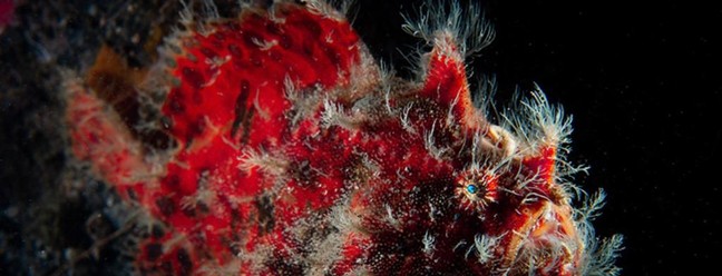 "A dama de vermelho" mostra um enorme oeixe-boi fêmea — Foto: Matthew Sullivan / Ocean Art