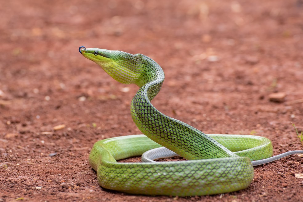 Esta cobra se tornou o maior predador da ilha — Foto: Freepik