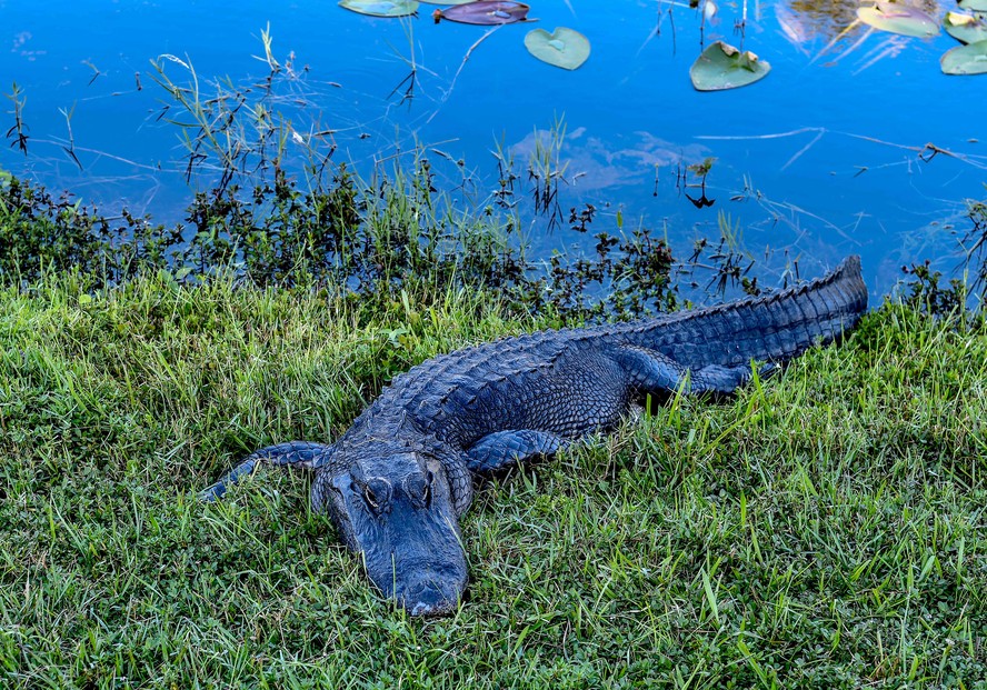 Um jacaré americano deitado na grama perto de um canal no Everglades National Park, Flórida, em 30 de setembro de 2021