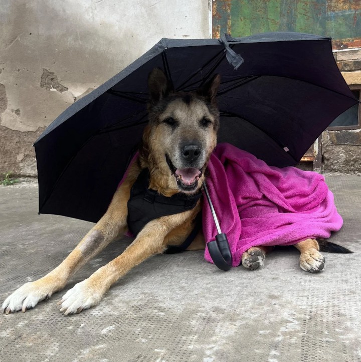 Cão comunitário viveu 22 anos nas ruas e comove cidade argentina