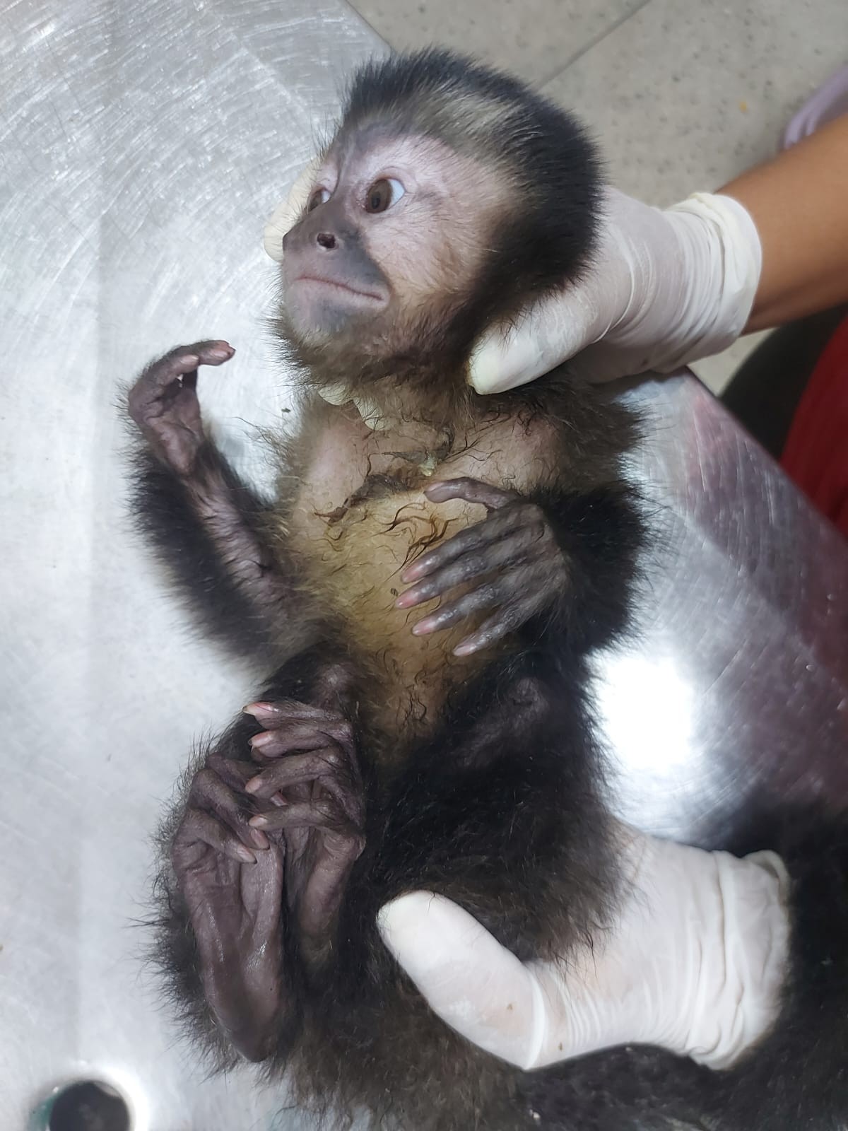 Único centro de triagem de animais silvestres no Rio, em Seropédica, está fechado após surto de tuberculose em macacos. O lugar já não recebia animais do estado do Rio devido a problemas judiciais com o Inea. Agora, a situação se agrava — Foto: Pedro Henrique Antunes / Ibama-RJ