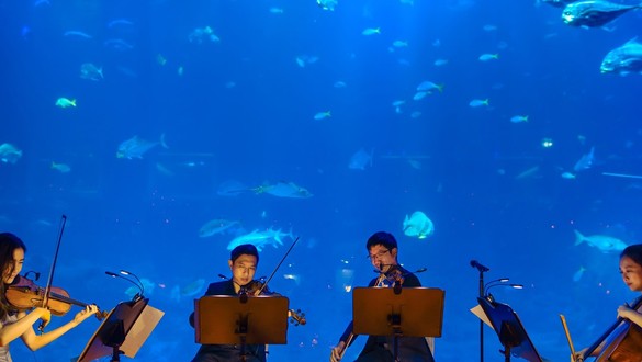 No fundo do mar: AquaRio terá concertos à luz de velas no Dia das Mães, com peixes e tubarões 