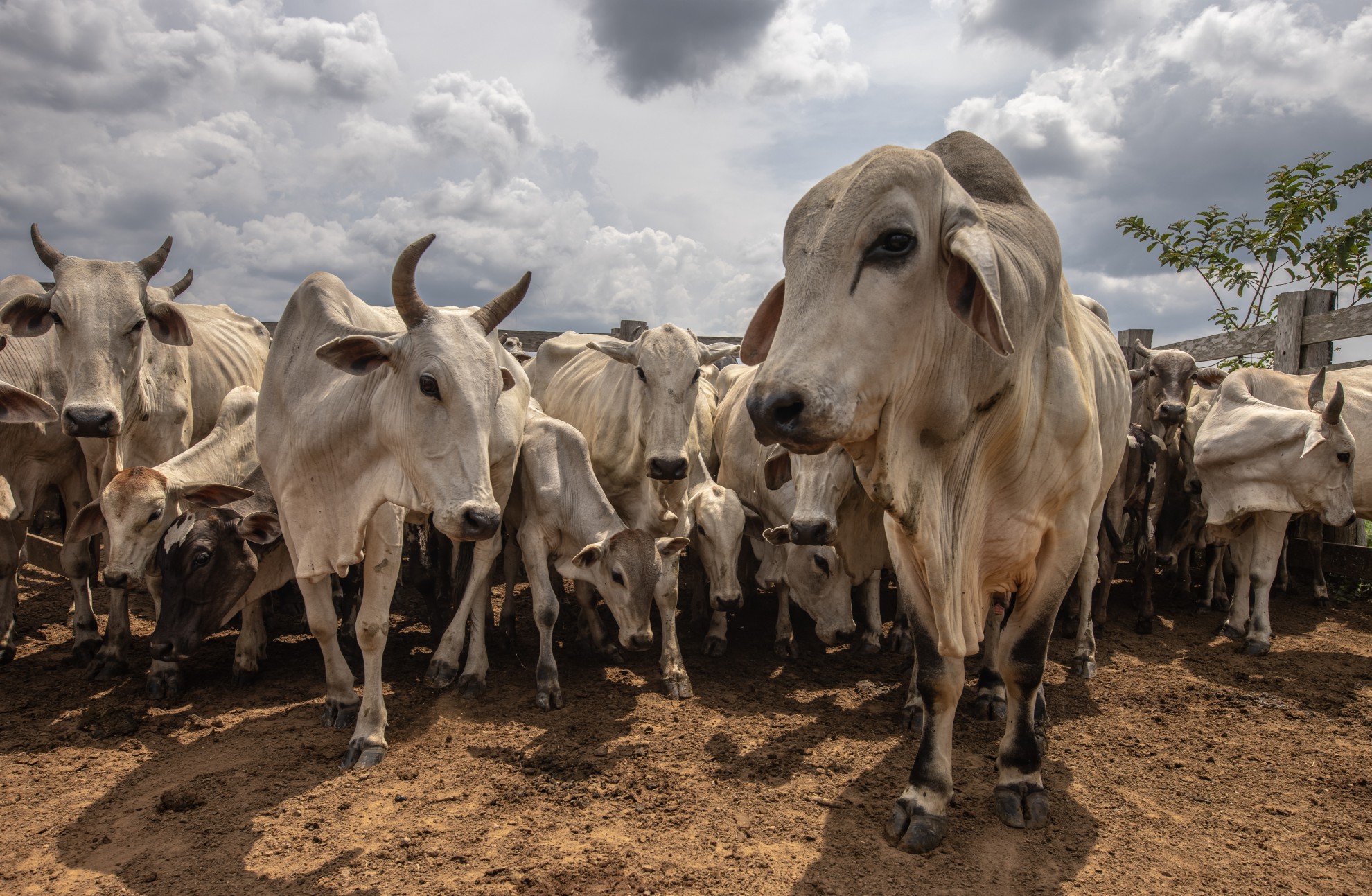 Com venda de carne para China ‘travada’, frigoríficos freiam produção ou dão férias coletivas