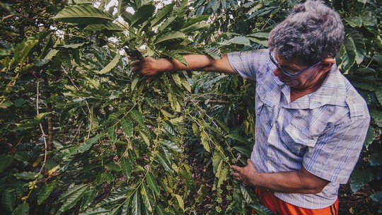 Brasil tem vantagem em relação a países vizinhos para desenvolver bioeconomia na Amazônia, segundo BID; saiba quais