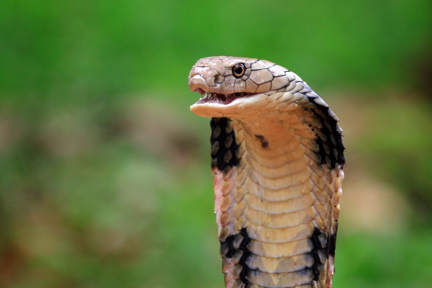Esta cobra se tornou o maior predador da ilha