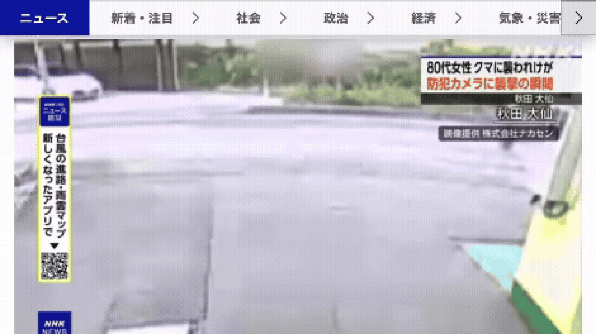 Japão vive crise sem precedentes com ataques de ursos; governo convoca Exército para conter escalada de mortes