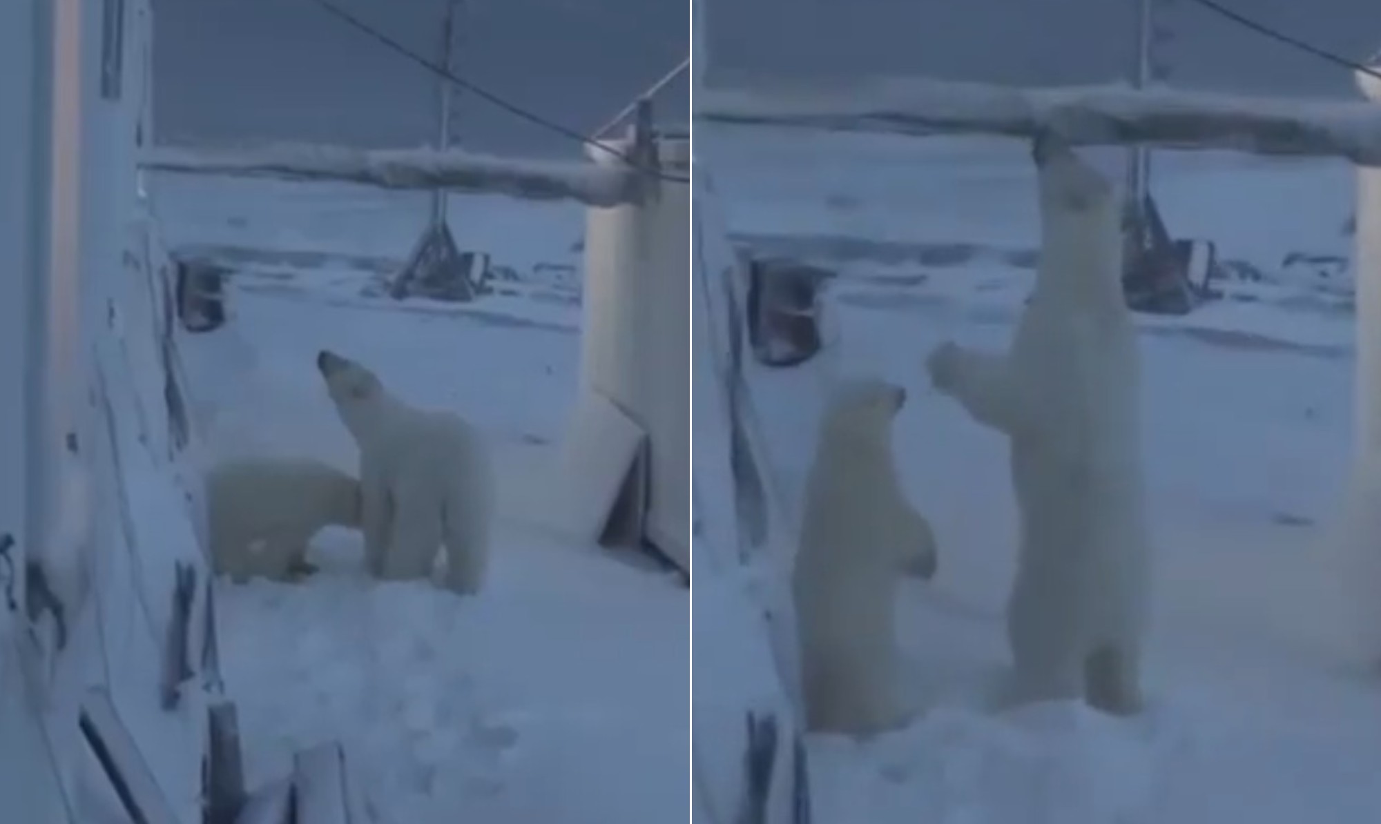 'Visita surpreendente': vídeo mostra ursa-polar tentando entrar em estação meteorológica no Ártico russo - Foto