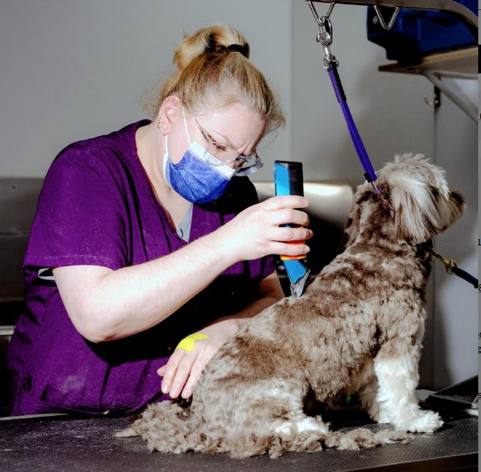 Monique Langlois apara os pelos de Coco em seu pet shop Bone Appetit, em Kalamazoo, no estado do Michigan — Foto: Nic Antaya/The New York Times