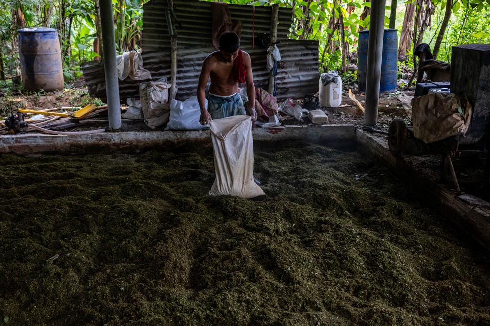 Um agricultor prepara folhas de coca para a produção de cocaína em Putumayo, Colômbia, em 31 de janeiro de 2026. Apesar do crescente número de mortes resultantes dos ataques do governo Trump contra supostos traficantes de drogas, pesquisadores afirmam que a cocaína continua tão fácil de obter em muitas partes dos Estados Unidos quanto antes. — Foto: Federico Rios/The New York Times