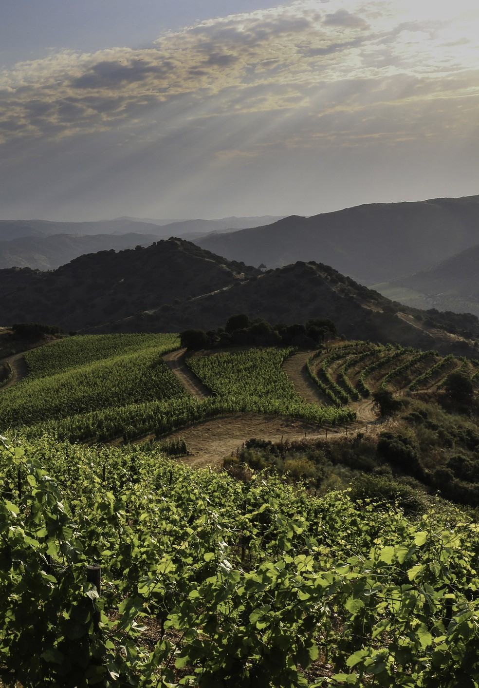 Vinhas na paisagem da Quinta do Vale Meão — Foto: Reprodução