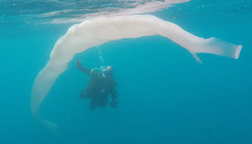Vídeo: conheça a criatura de até 18m que tem aparecido em meio às ondas de calor nos oceanos