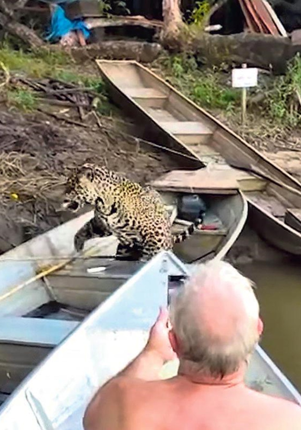 Homem alimenta onça no Pantanal: prática pode levar a bote — Foto: Reprodução