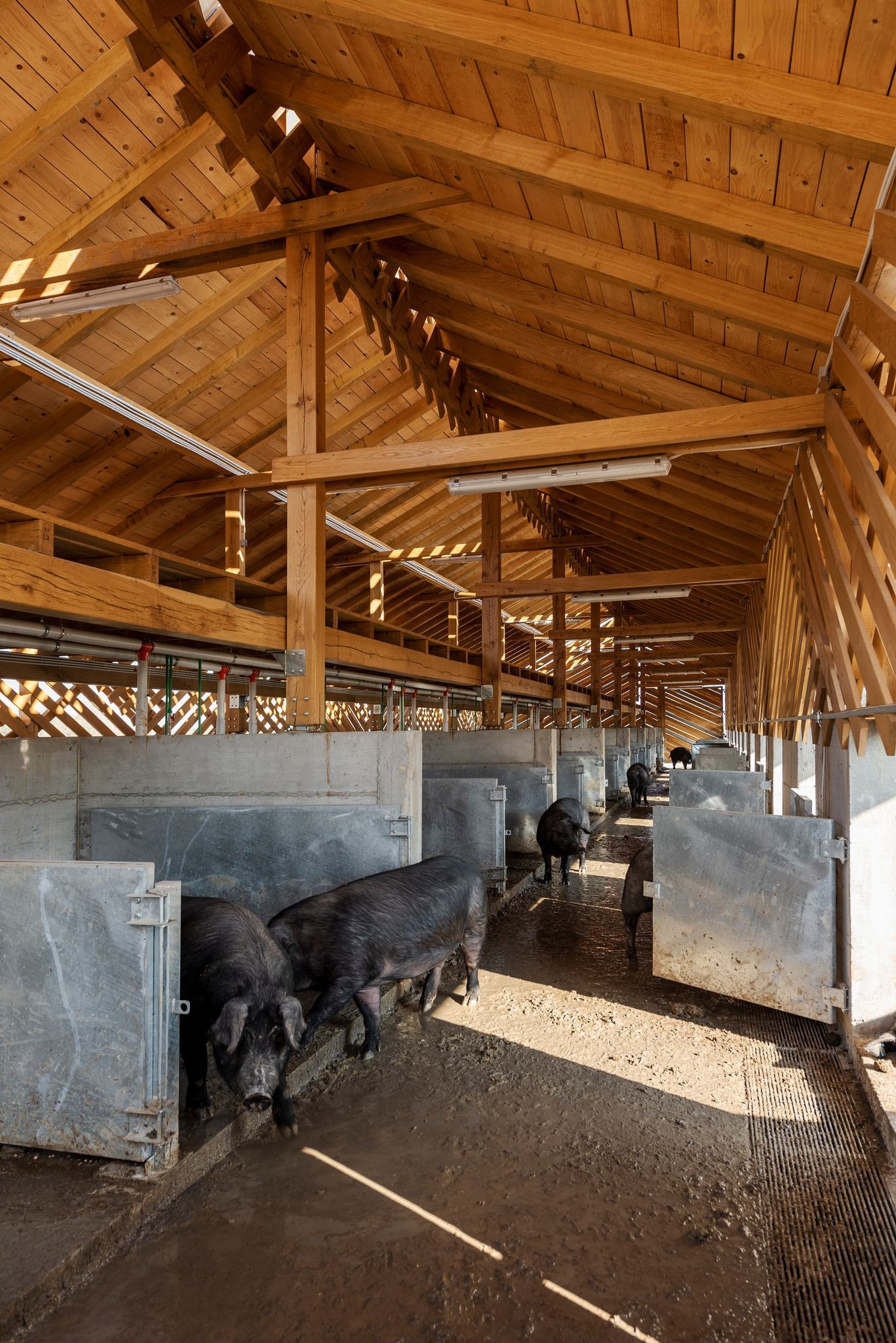 Fazenda de porcos de Domagoj Vida, zagueiro croata — Foto: Bosnic+Dorotic