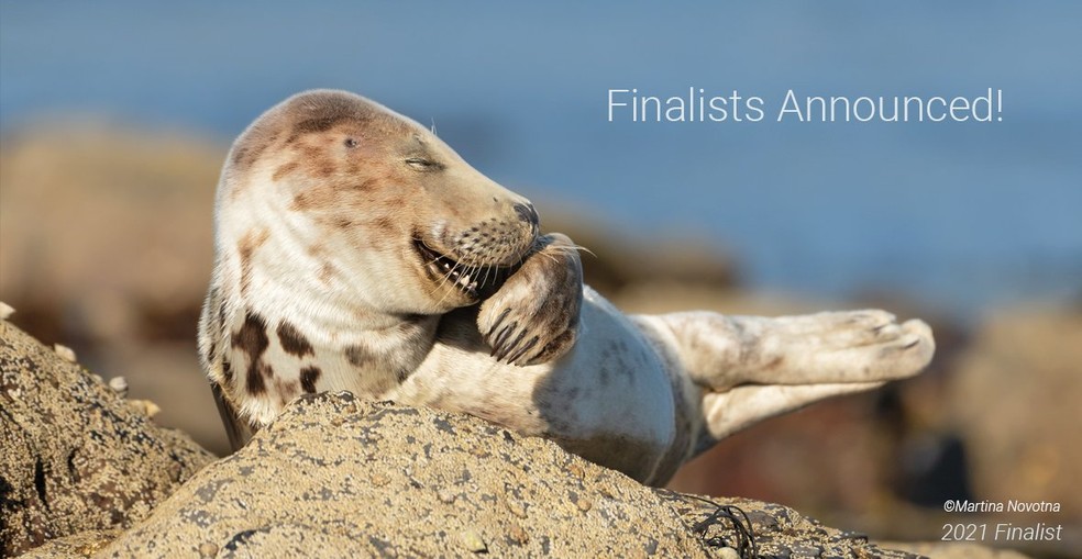 Clique pegou o momento em que uma foca na cidade de Ravenscar, no Reino Unido, parece estar rindo. Martina Novotna / Comedy Wildlife Photography Awards 2021 — Foto:         