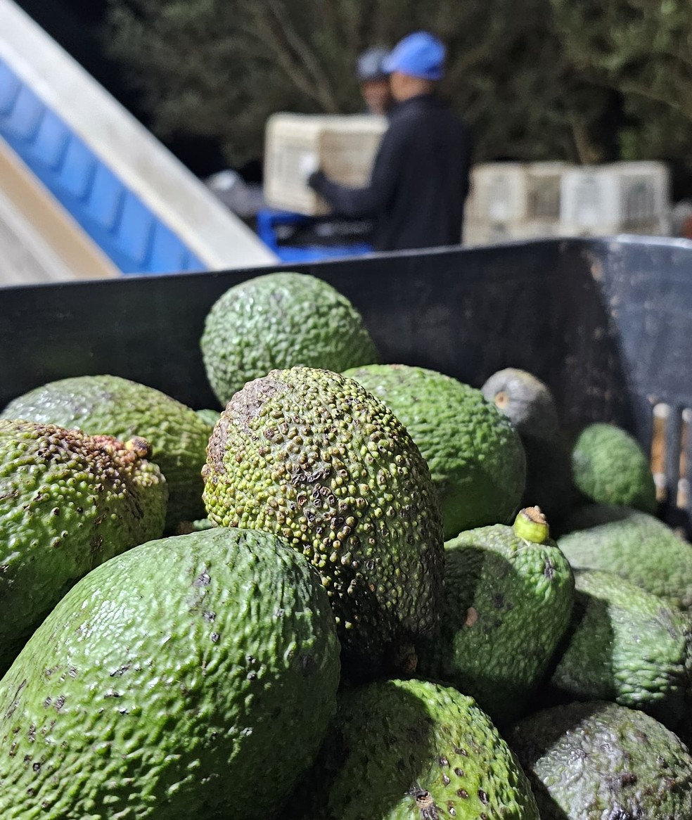 Produtores de abacate também têm investido no azeite — Foto: Divulgação