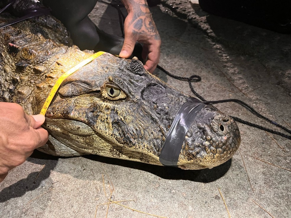 Monitoramento. Biólogo examina jacaré após resgate na Barra — Foto: Divulgação/Instituto Jacaré