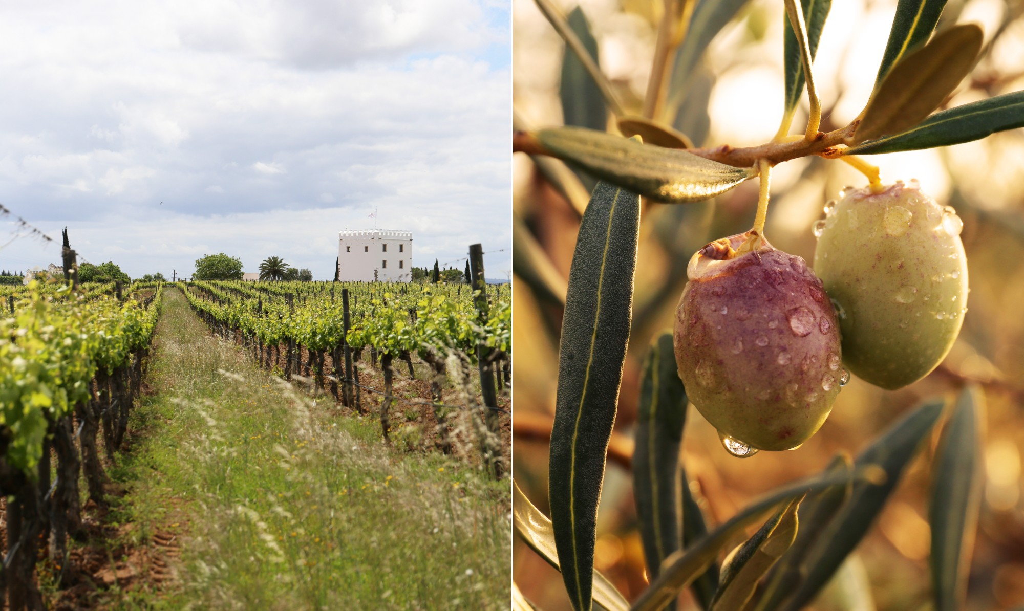 Sabores e aromas portugueses: Esporão aposta em vinhos e aze