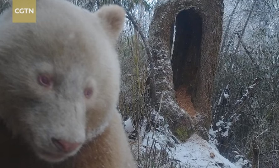 Panda albino foi flagrado em reserva natural da China