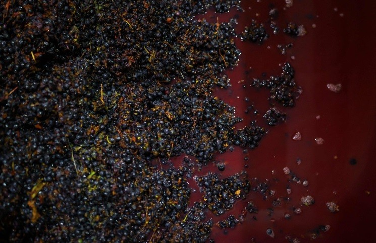 À noite, as uvas chegam mais frescas, o que retarda o início da fermentação, explica Renato Neves, diretor de produção da Herdade das Servas — Foto: Patricia de Melo Moreira/AFP